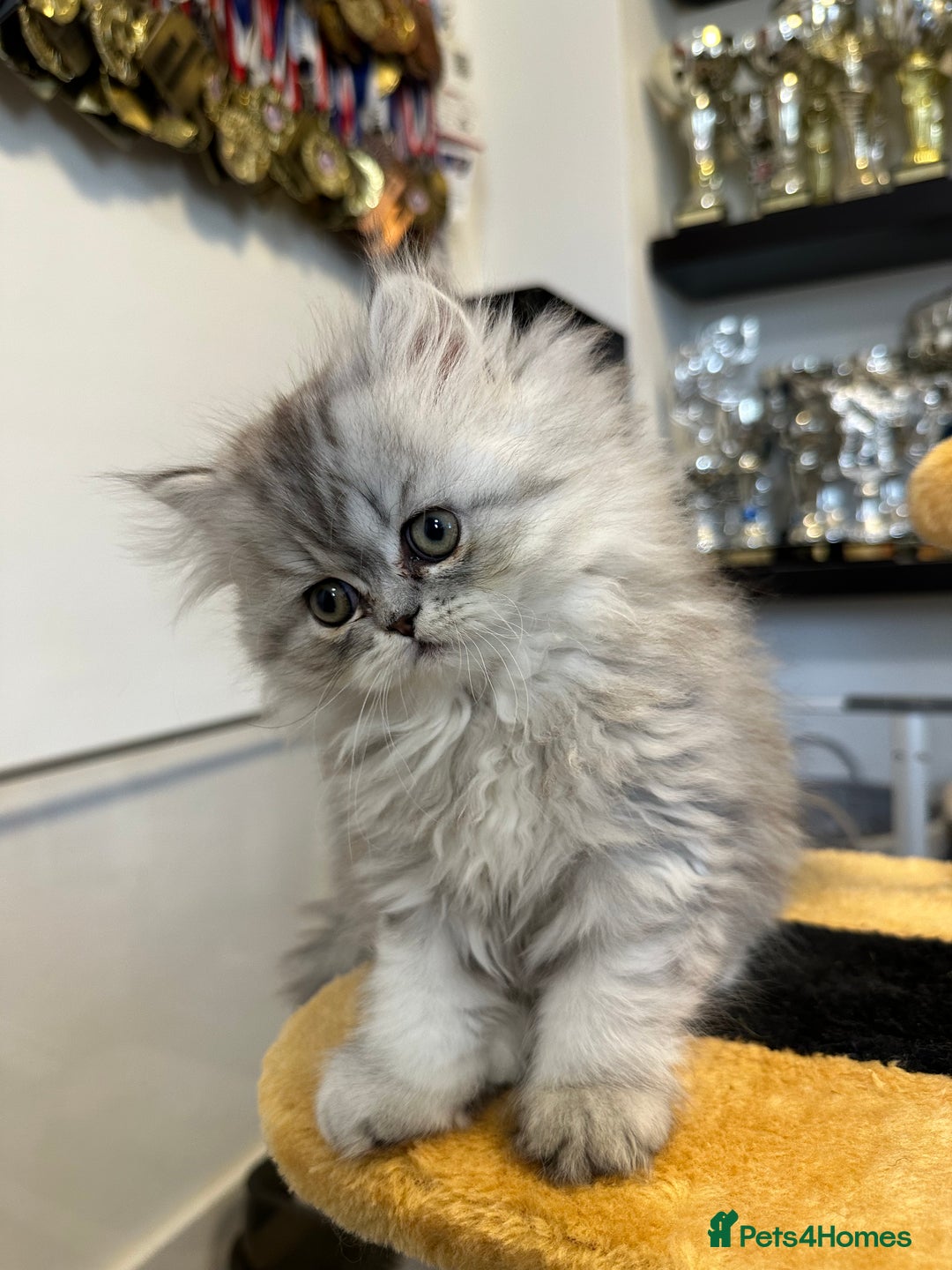 Persian cats for sale: Beautiful Persian x Exotic Kittens - Now Ready! - Image 13