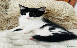 Mixed Breed cats for sale: Beautiful Kittens For Sale  - Image 12