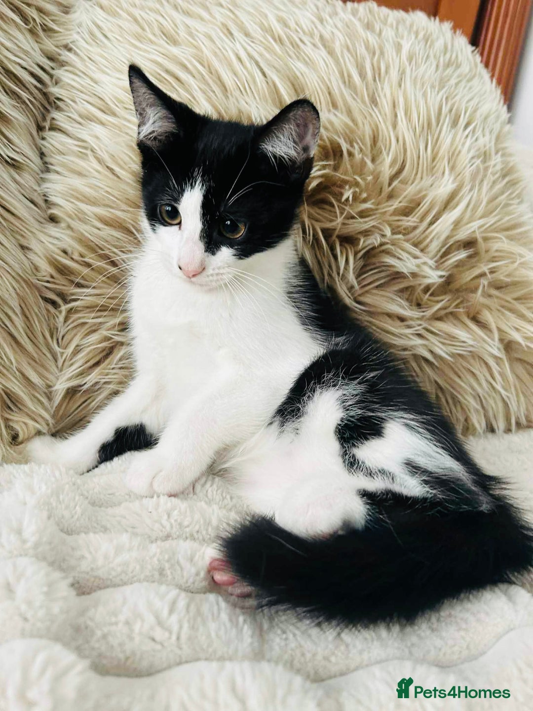 Mixed Breed cats for sale: Beautiful Kittens For Sale  - Image 12