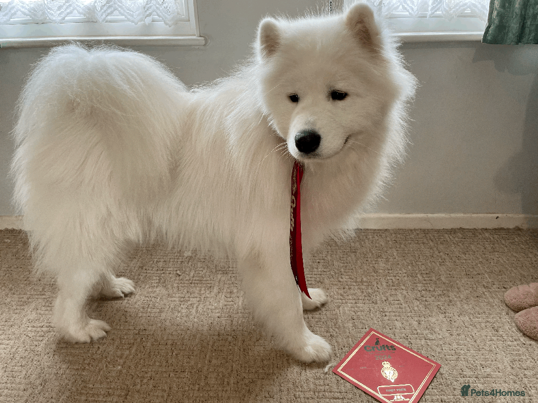 Samoyed dogs for stud: Health Tested, Proven, Show Samoyed for Stud in Exeter - Advert 9