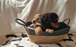 Miniature Dachshund dogs for sale: **READY ** KC REG LONG HAIR MINIATURE DACHSHUNDS - Image 6