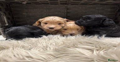 Cockapoo dogs - Advert 15