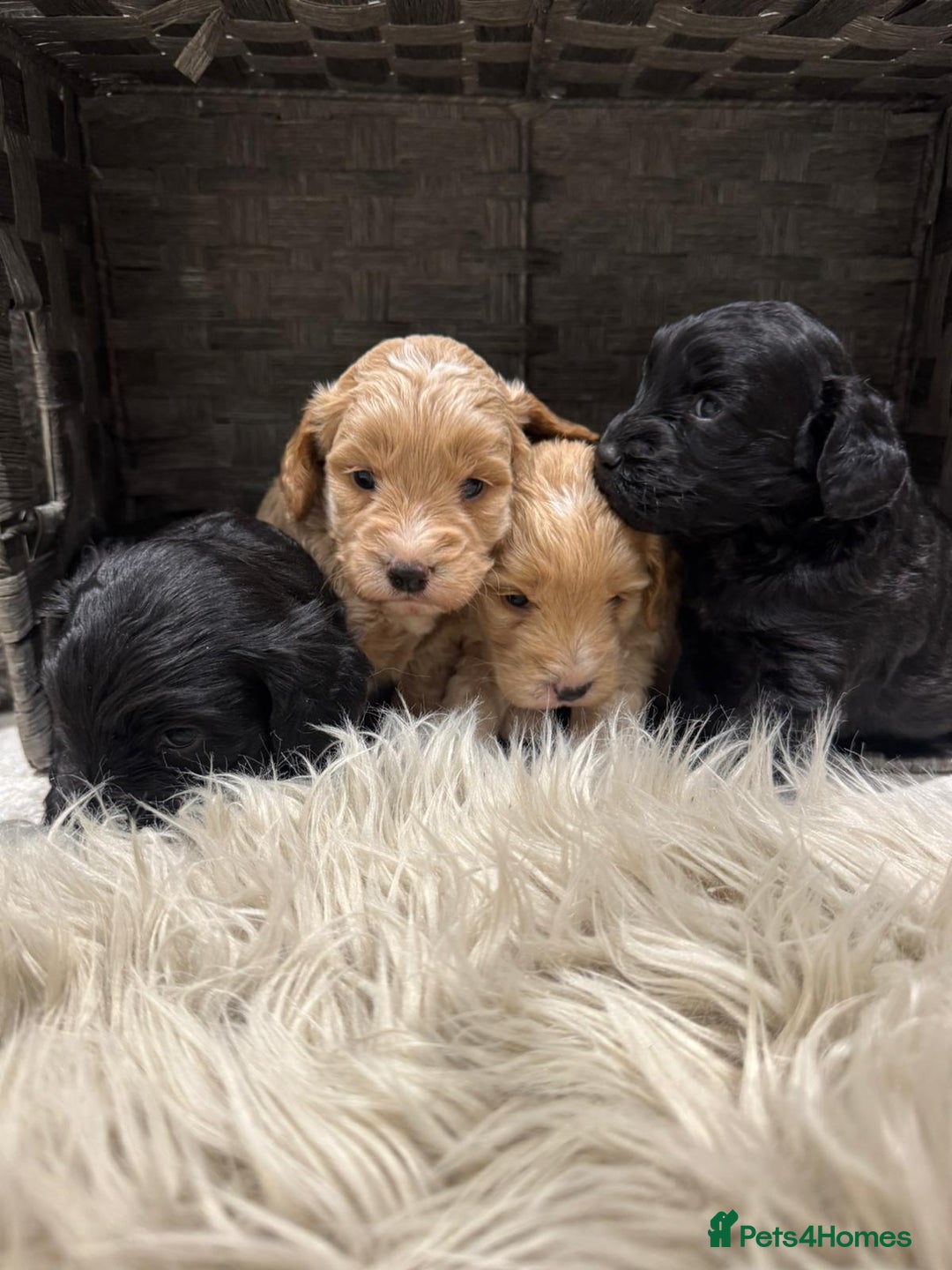 Cockapoo dogs for sale: Cockapoo Puppies - Image 2