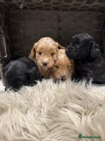 Cockapoo dogs - Advert 15