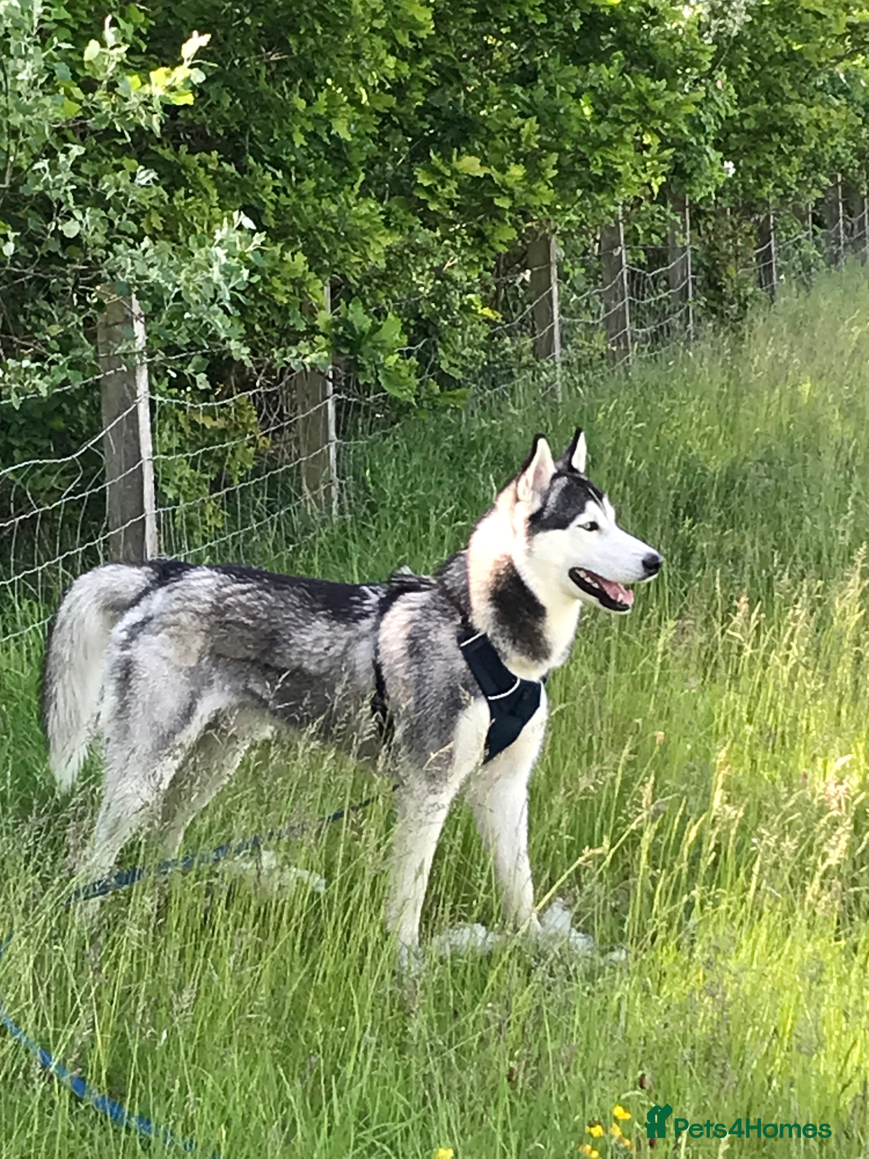 Siberian Husky dogs For stud only (quality proven stud ) in Wakefield - Advert 3