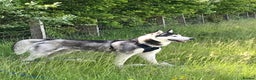 Siberian Husky dogs for stud: For stud only (quality proven stud ) in Wakefield - Advert 1