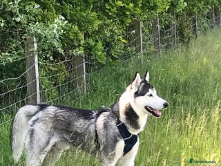 Siberian Husky dogs For stud only (quality proven stud ) in Wakefield - Advert 2