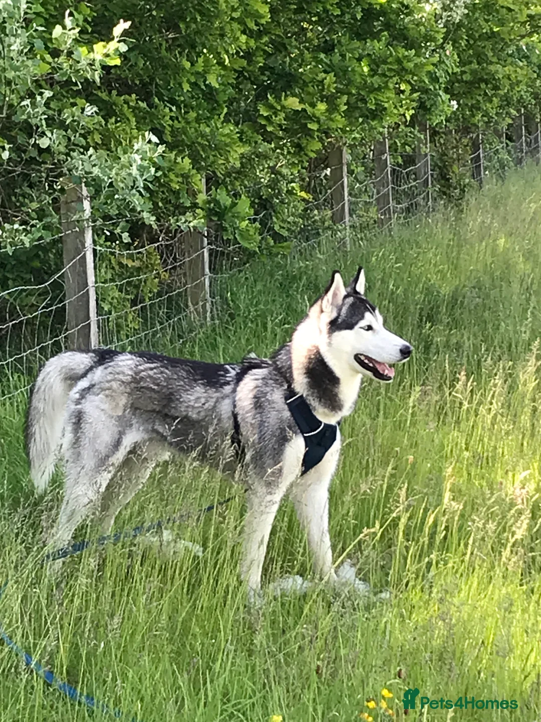Siberian Husky dogs for stud: For stud only (quality proven stud ) in Wakefield - Advert 1