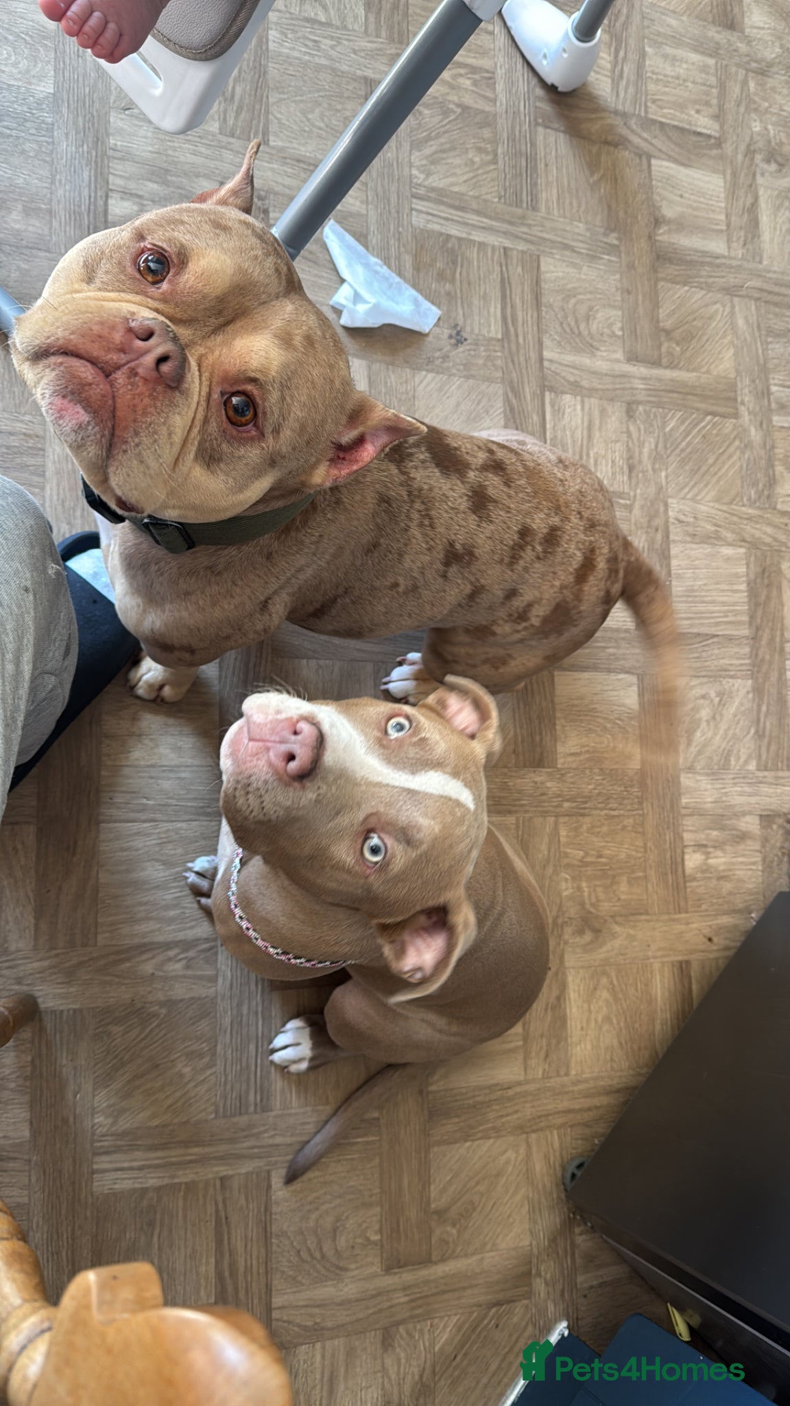 American Bulldog dogs American bully for sale  - Advert 2