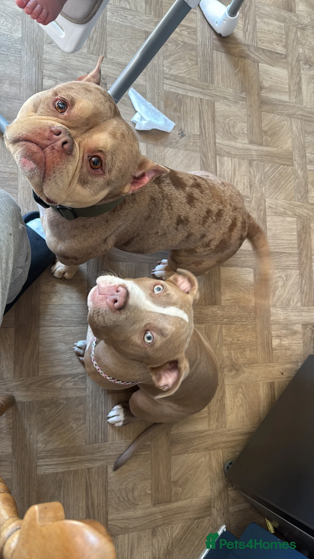 American Bulldog dogs for sale: American bully for sale  - Advert 1