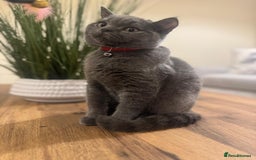 Scottish Fold cats for sale: Scottish Straight - Image 4