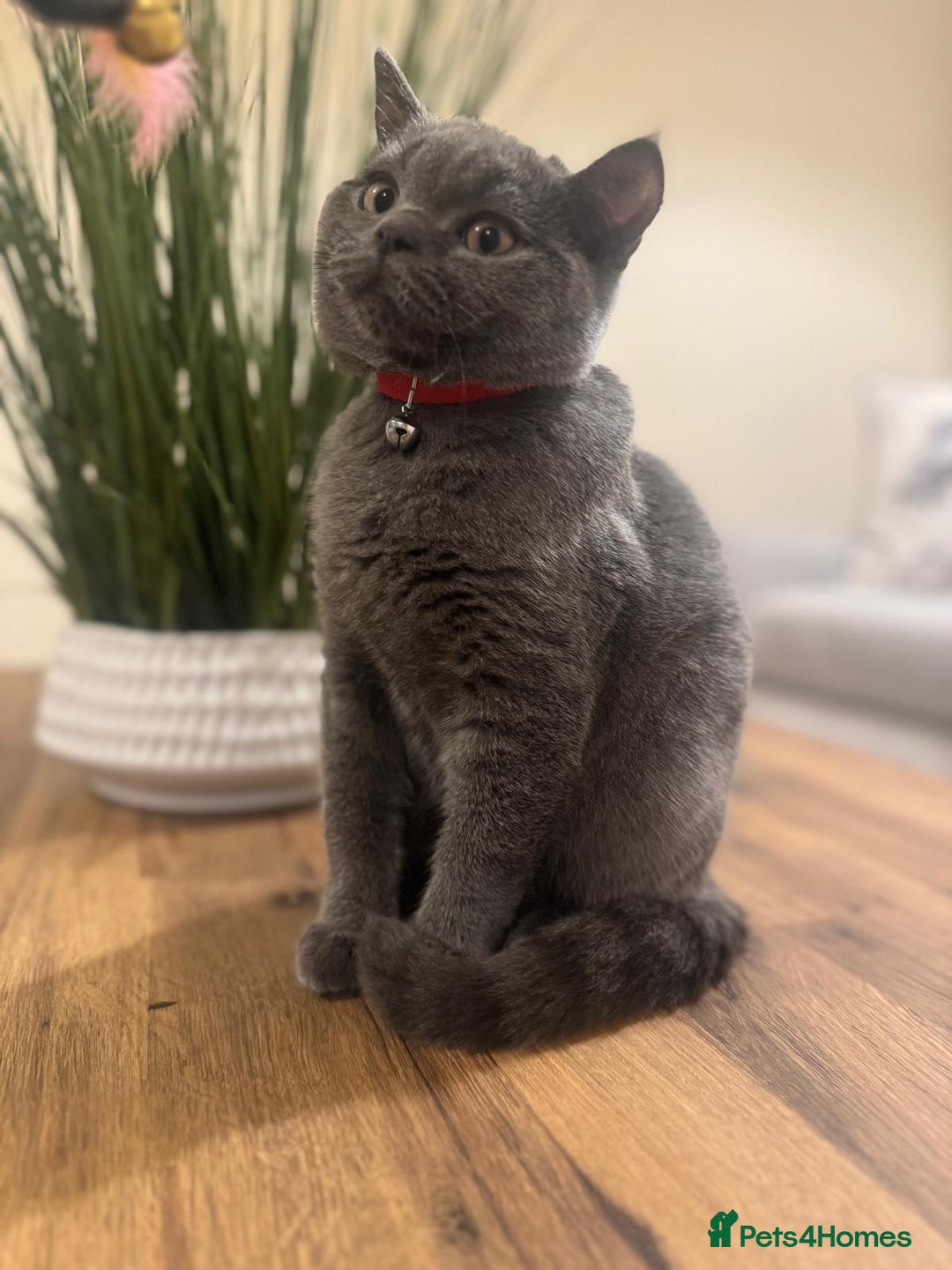 Scottish Fold cats for sale: Scottish Straight - Image 4