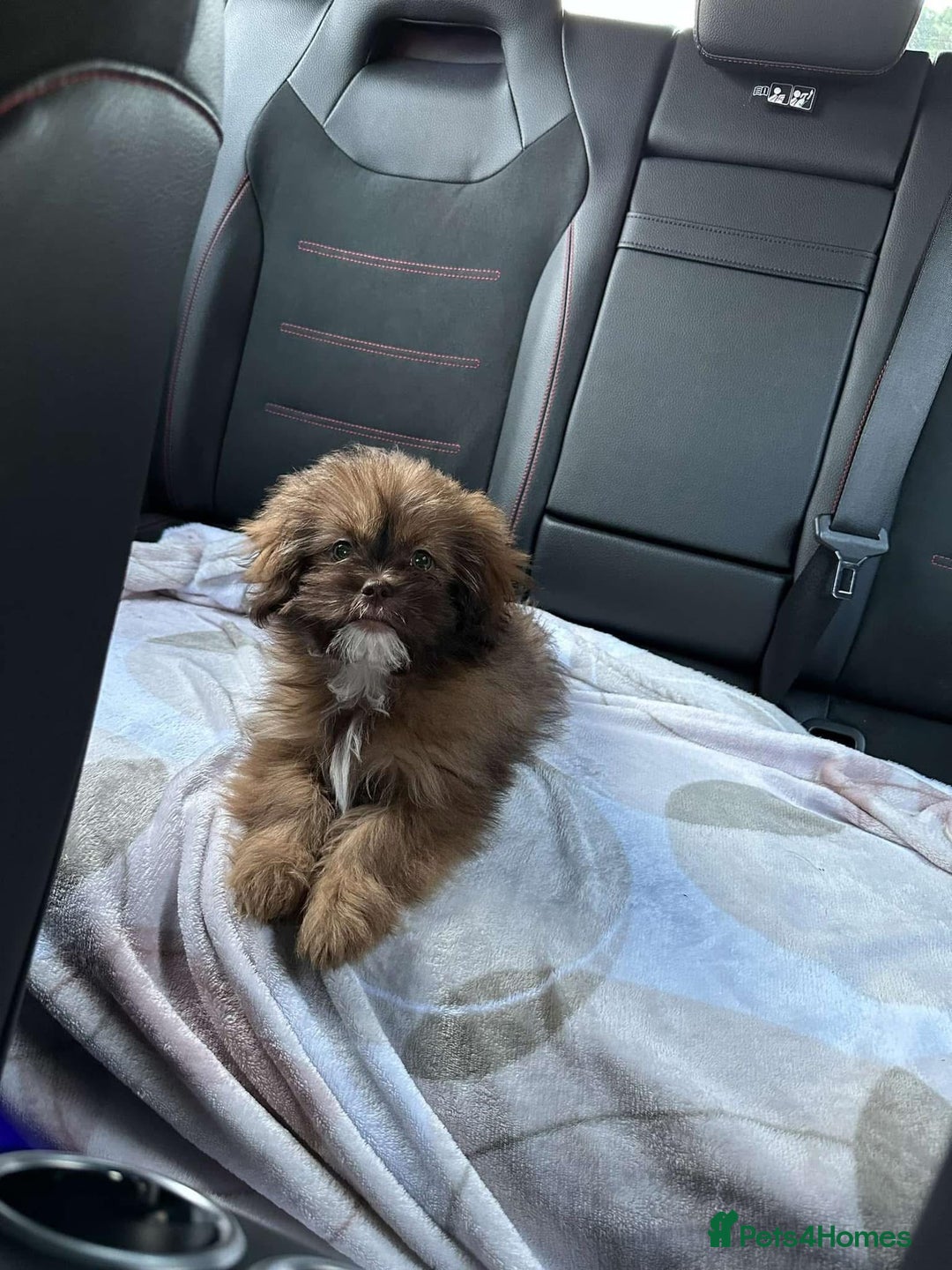 Mixed Breed dogs for sale: Gentle, Child-Friendly Dog Seeking a Loving Home - Advert 7