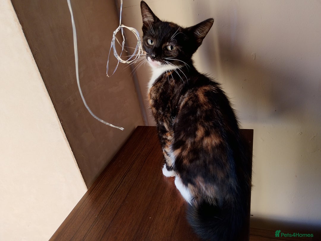 Mixed Breed cats for sale: 2 kittens left beautiful Turkish angora x  - Image 1