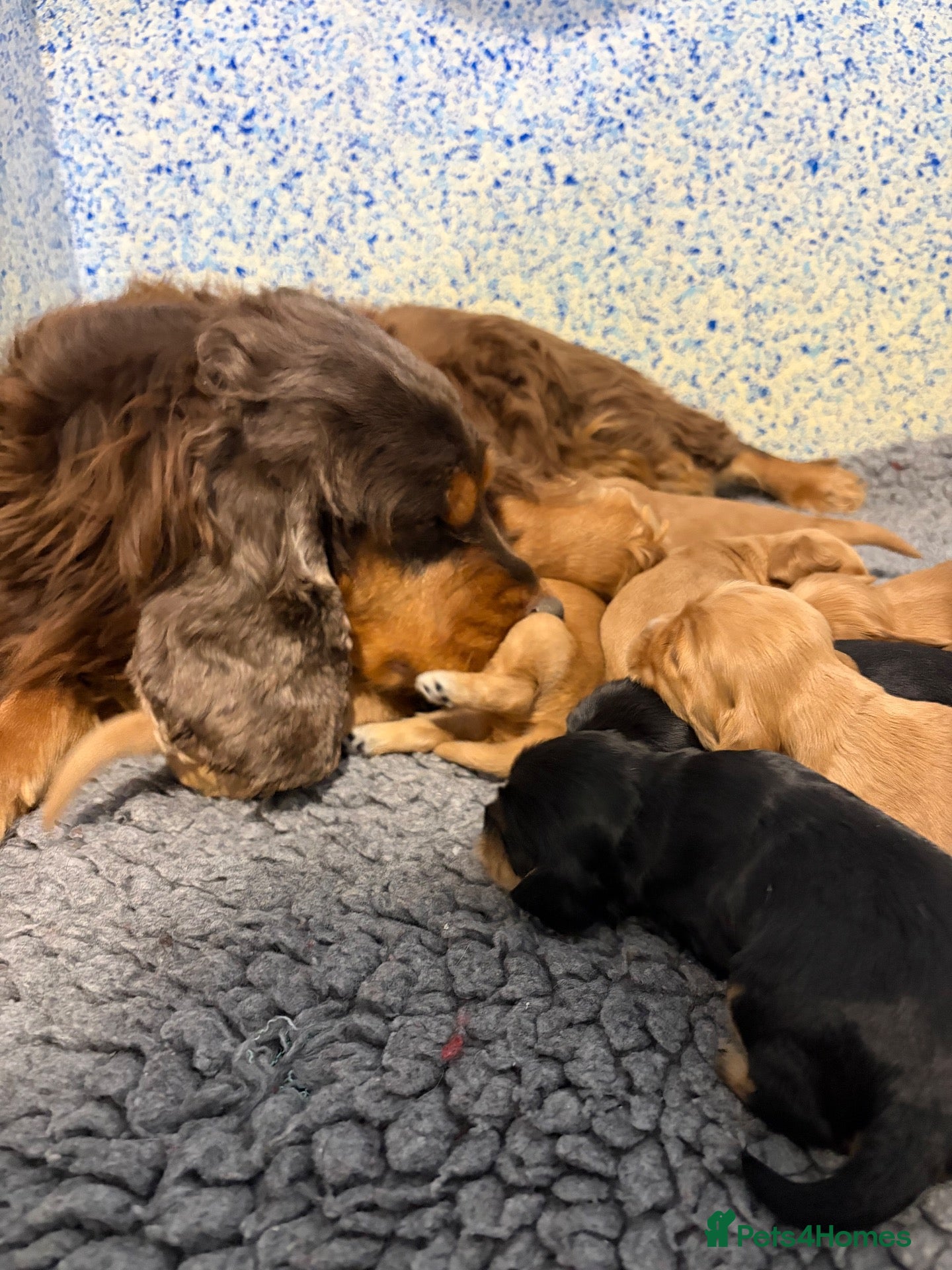 Cocker Spaniel dogs KC show type cocker spaniel (licensed breeder✨)  - Advert 17