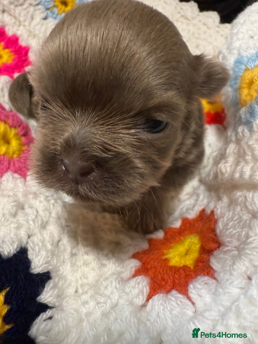 Shih Tzu dogs for sale: Super cute Shih tzu pups - Advert 2