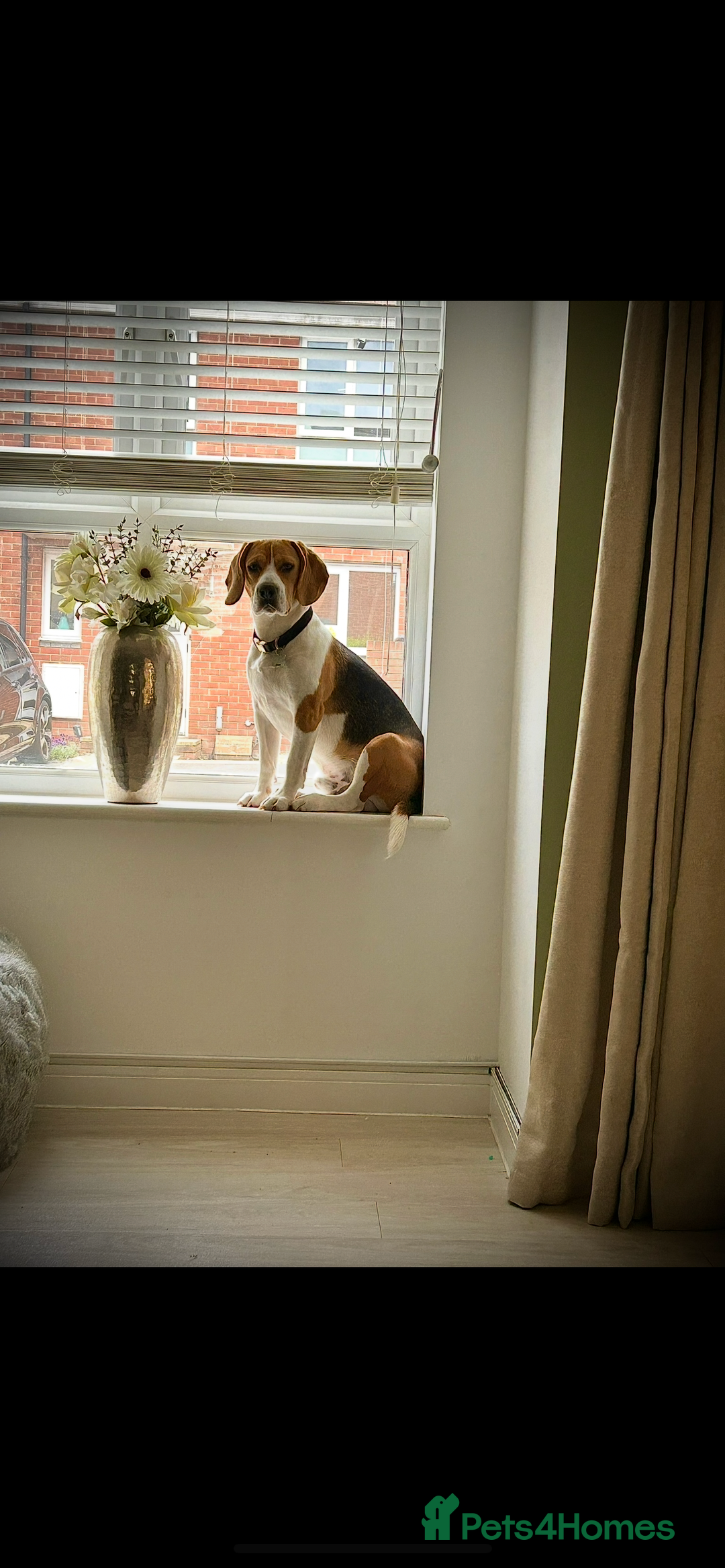 Beagle dogs for sale: 2 year old male beagle  - Advert 2