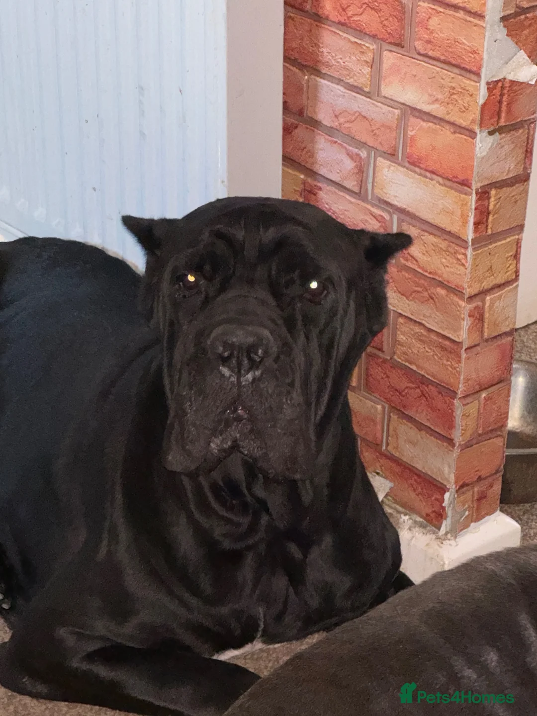 Cane Corso dogs for sale: Blaze age 6 in Manchester - Advert 1
