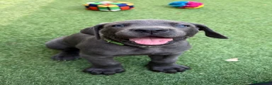 Great Dane Puppy Green