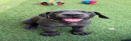 Great Dane dogs for sale: Ready to go! Blue Great Danes - 2 Girls Remaining! - Advert 32
