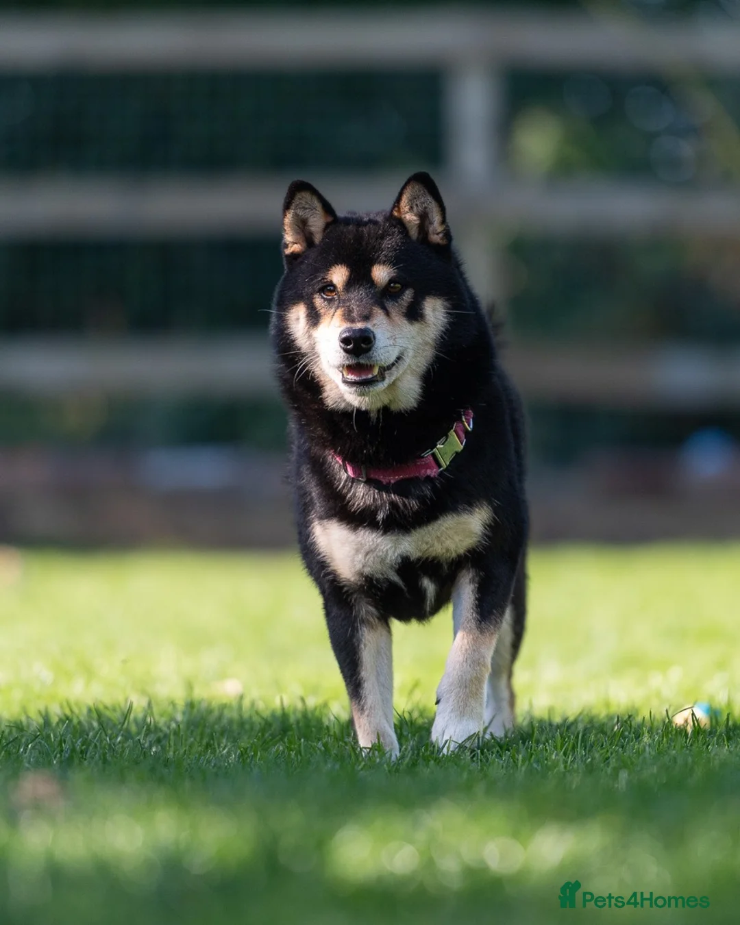 Japanese Shiba Inu dogs for stud: A True Genetic Gem in the Shiba Inu Breed - Advert 2