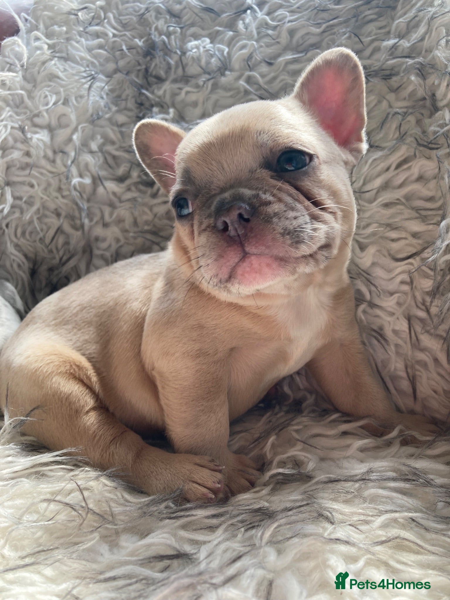 French Bulldog dogs French Bulldog Puppies - Advert 6