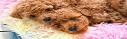 Toy Poodle dogs for sale: Asian Toy Poodle  - Advert 8