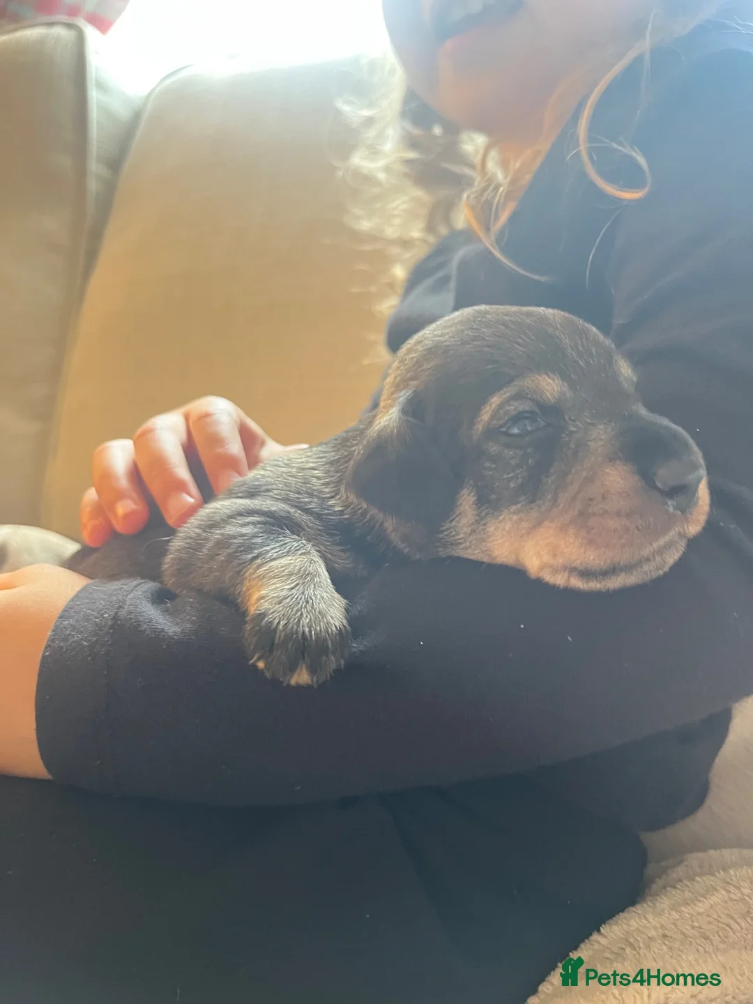 Dachshund dogs for sale: Wire-haired Dachshund Puppy for Sale in Ballater - Advert 8