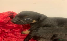 Border Terrier dogs for sale: Quality litter KC Border Terrier pups slem clear - Image 13