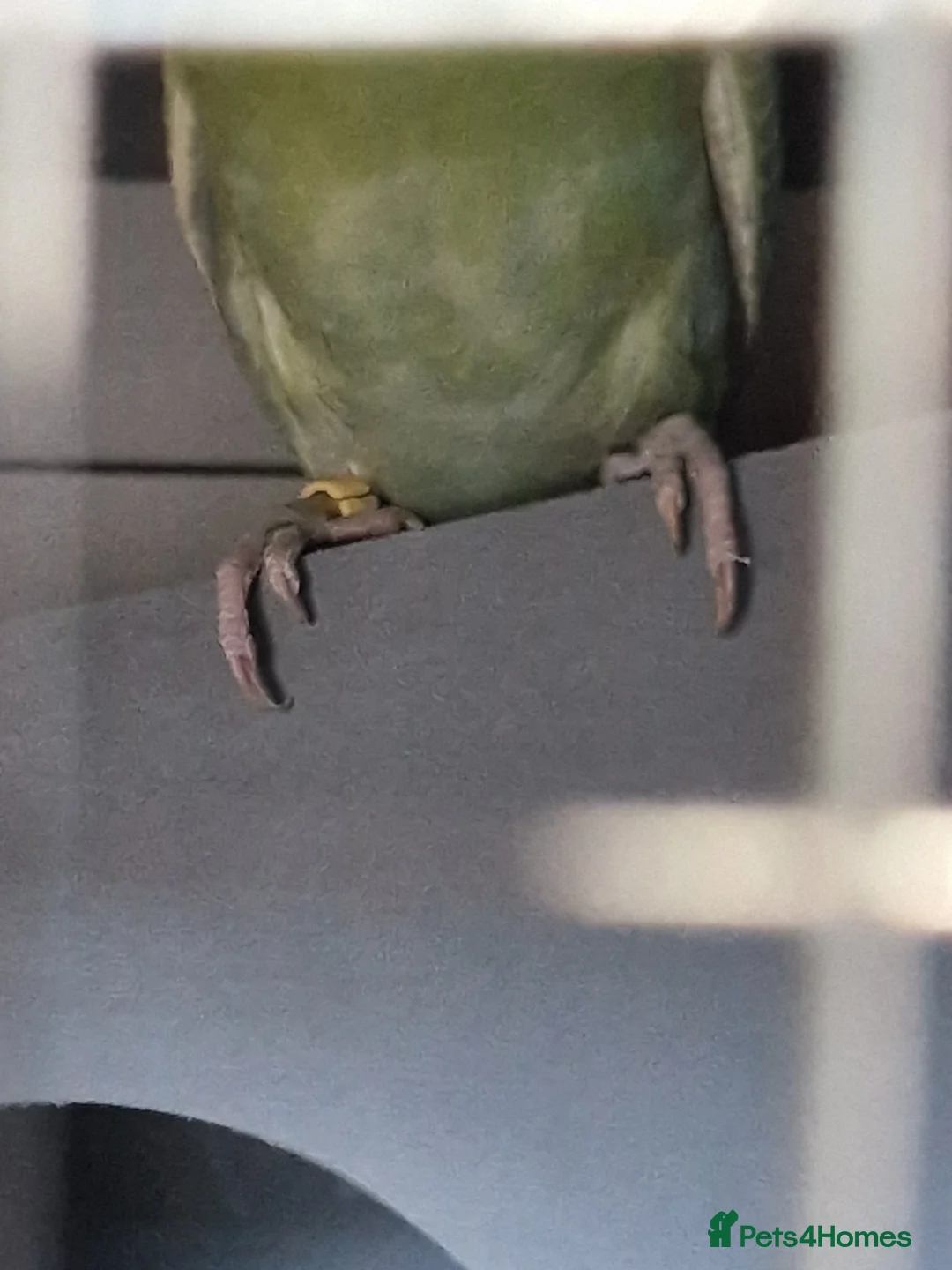 Budgerigars birds for sale: 2 female budgies & cage - Advert 5