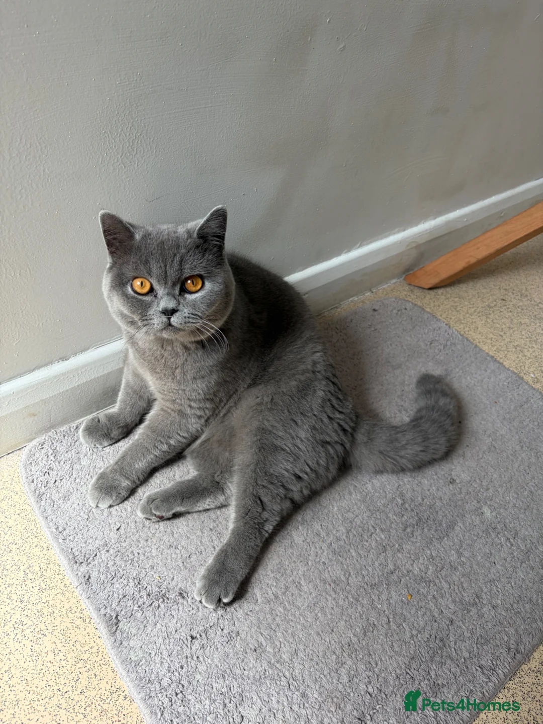 British Shorthair cats for sale: Beautiful British shorthair male  - Advert 1