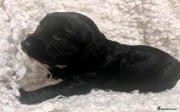 Cocker Spaniel dogs for sale: Fully health tested KC reg working Cocker Spaniels - Image 14