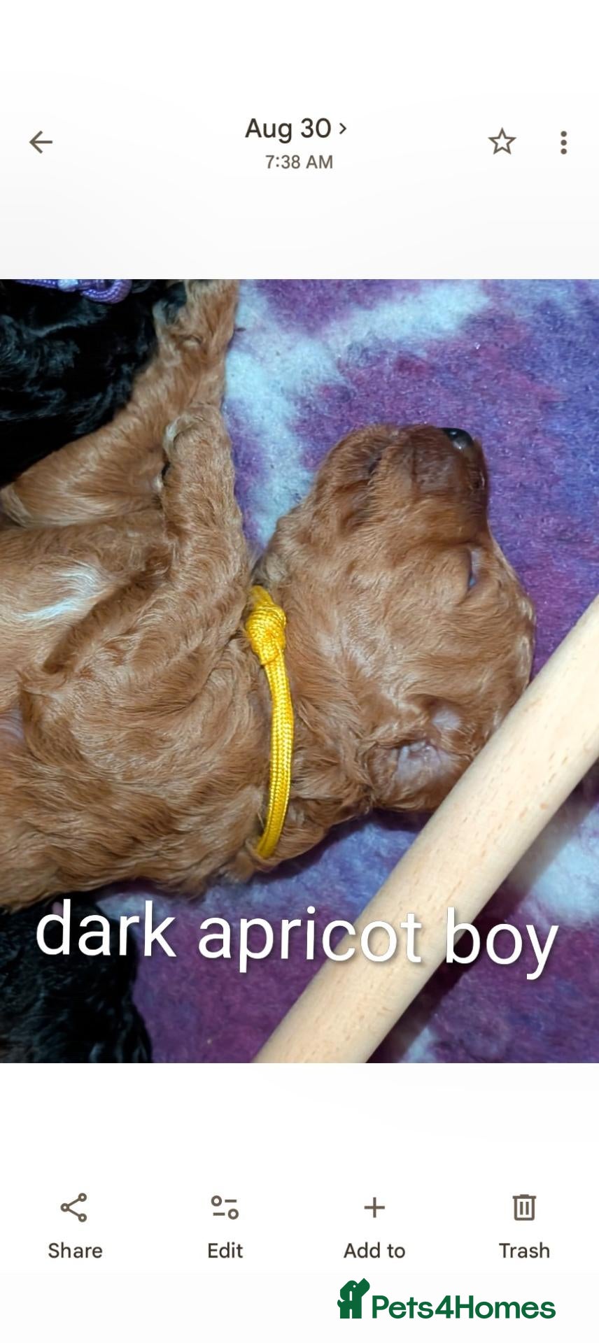 Miniature Poodle dogs Miniature KC poodles boys - Advert 4