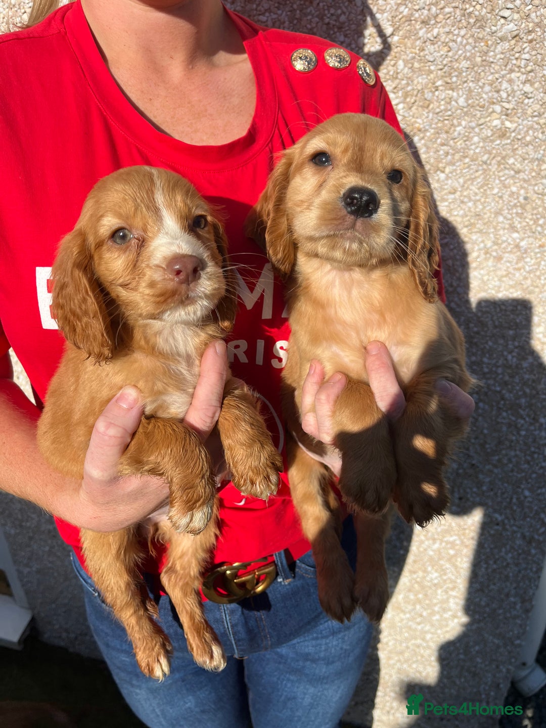 Cocker Spaniel dogs for sale: ⭐️Cocker spaniel puppies ready now ⭐️ - Image 1