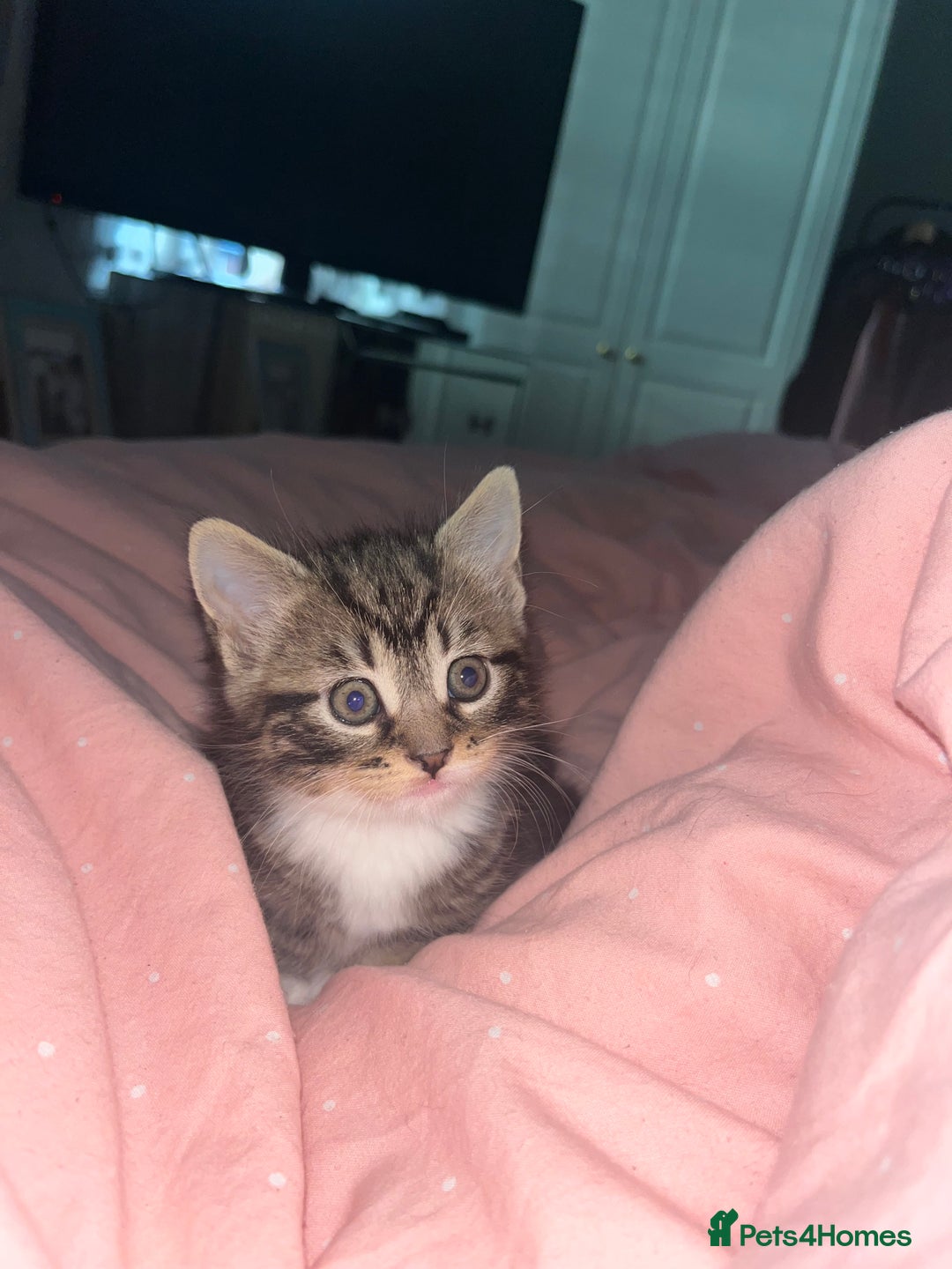 British Shorthair cats for sale: 4 kittens are available now  - Advert 8