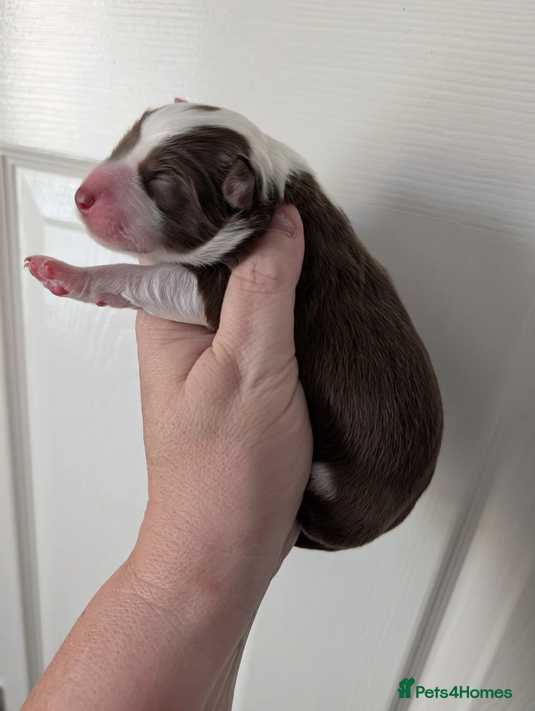 Border Collie dogs for sale: Lilac and red border collies - Advert 2