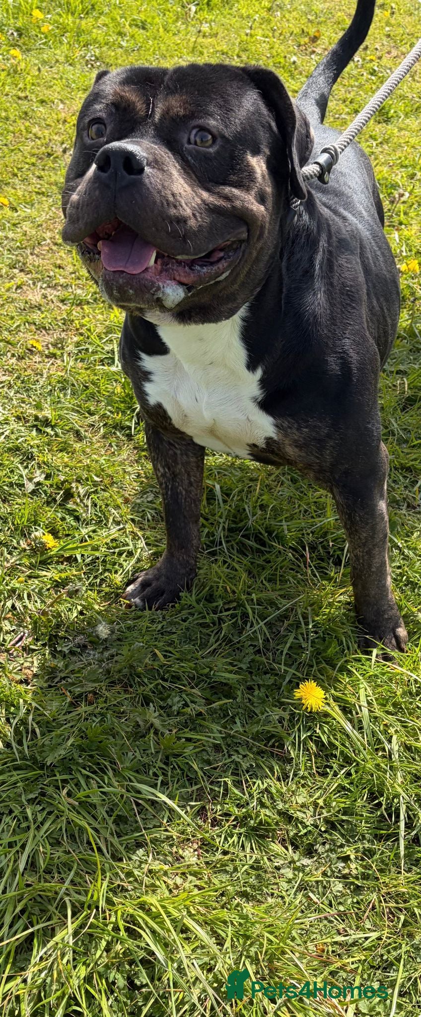 Mixed Breed dogs Tony looking for his forever home - Advert 1