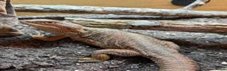 Bearded Dragon reptiles for sale: FEMALE Bearded dragon  - Advert 4