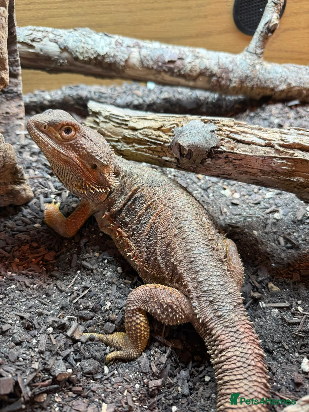Bearded Dragon reptiles for sale: FEMALE Bearded dragon  - Advert 4
