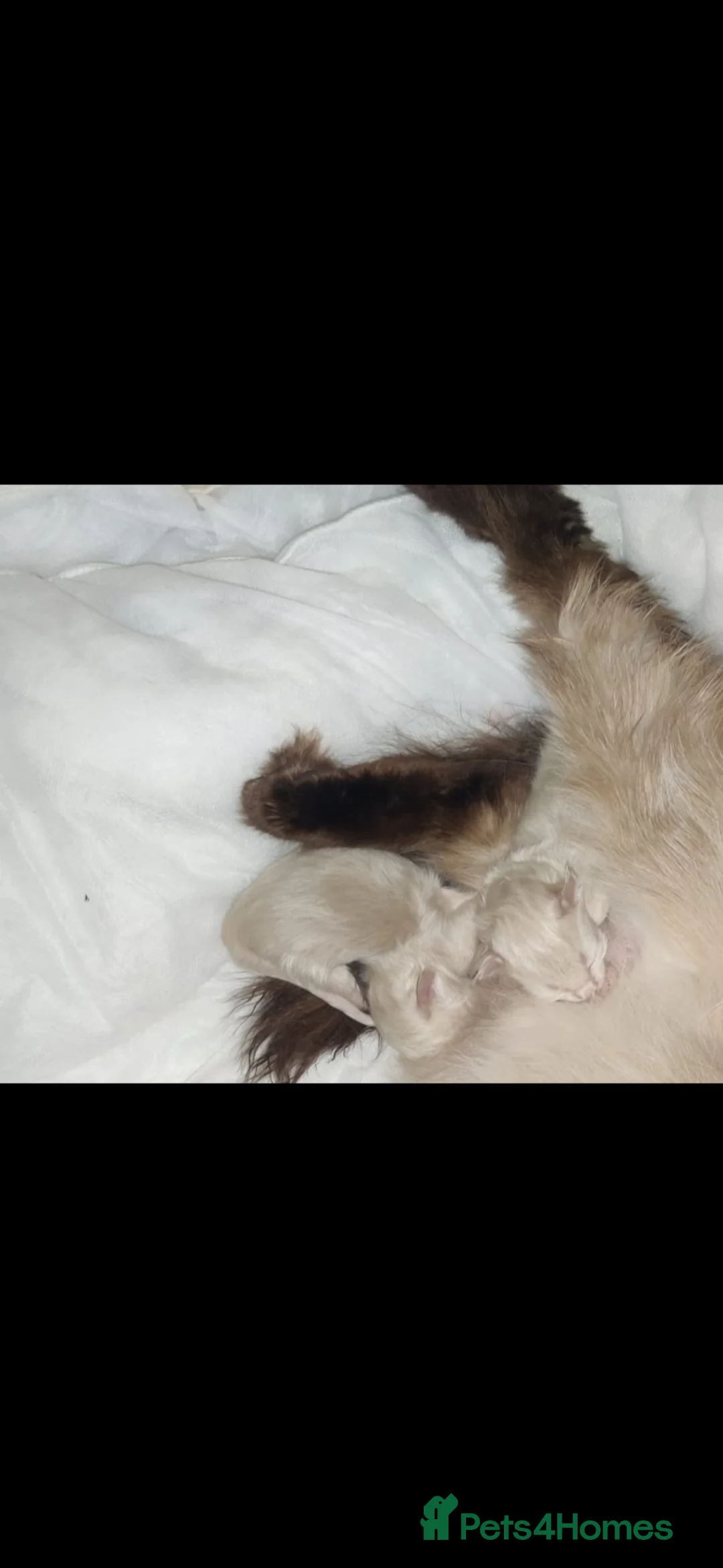 Ragdoll cats for sale: Beautiful Ragdoll Kittens – Only 2 Boys Left - Advert 3