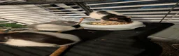 Rat rodents for sale: 3 adorable female Dumbo fancy rats for sale  in Cambridge - Advert 7