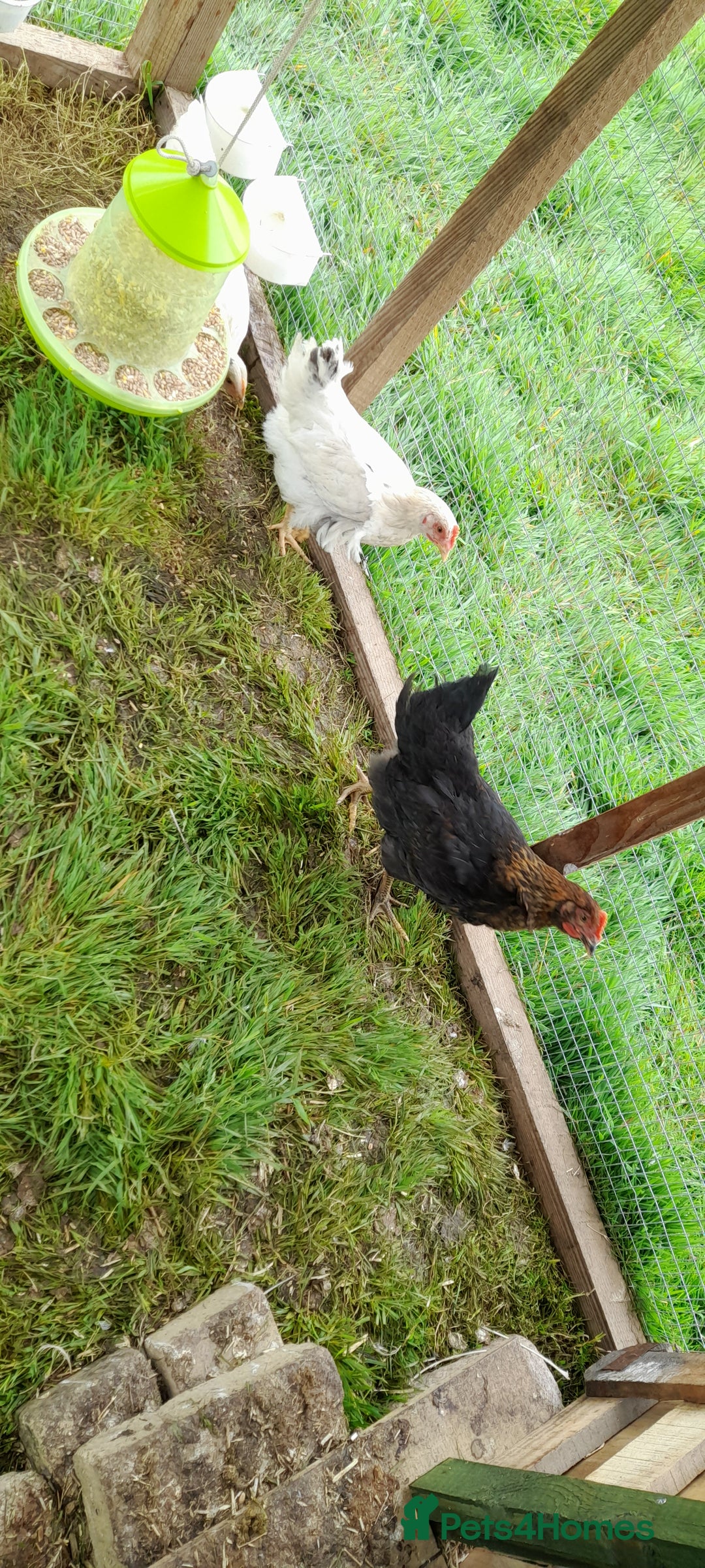Chickens poultry for sale: Chicken  in Wigton - Image 5