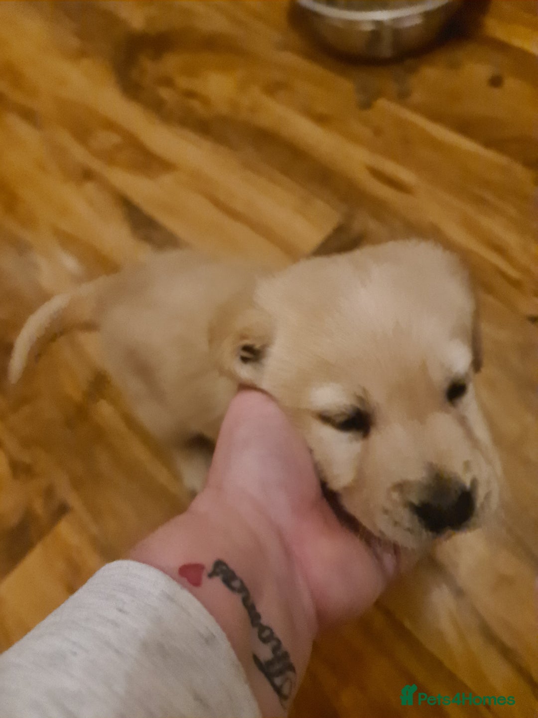 Labrador Retriever dogs for sale: Two beautiful boys - Advert 10