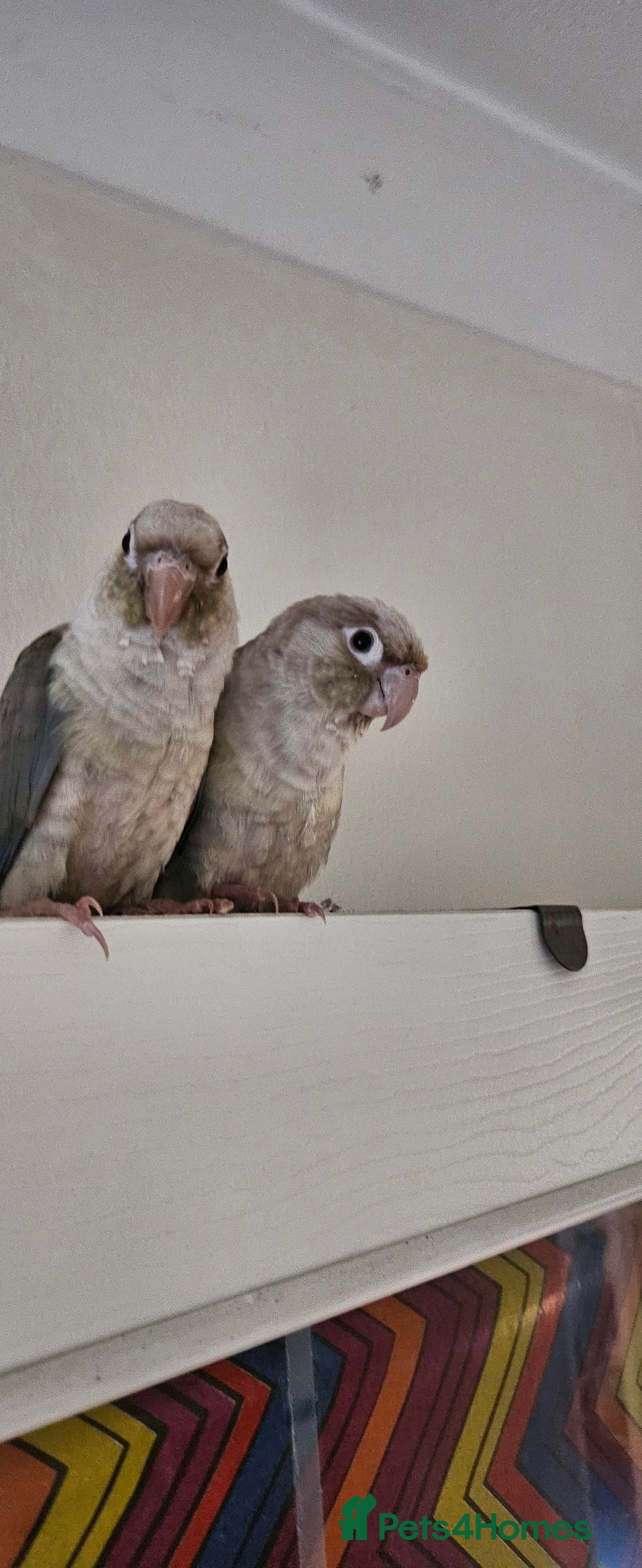 Conures birds for sale: Male and femalle conure...6 months - Image 1