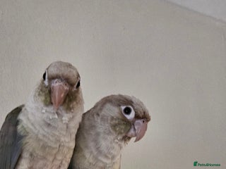 Conures birds - Advert 19