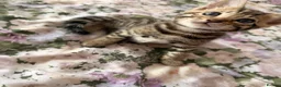 Bengal cats for sale: Beautiful bengal kittens 🐾🐾🐾 - Advert 4