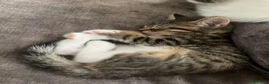 Mixed Breed 1