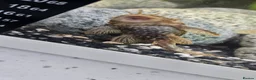 Plecos fish for sale: 2 catfish and 2 pleco with tank - Advert 2