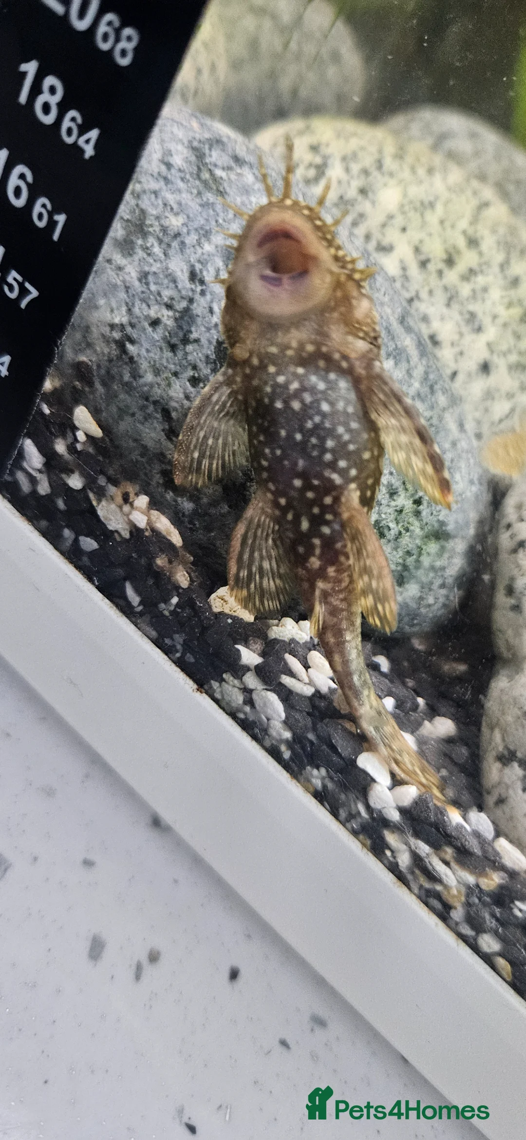 Plecos fish for sale: 2 catfish and 2 pleco with tank - Advert 2