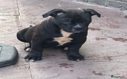 Alapaha Blue Blood Bulldog dogs for sale: ALAPAHA BLUE BLOOD BULLDOGS  - Image 3